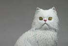 Persian Cat 90 mm high original sculpted in wax, cast in resin and painted sample for mass production for giftware company